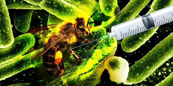Taking It Way Too Far: US approves experimental vaccine for bees…