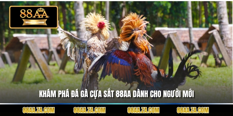 Khám phá đá gà cựa sắt 88aa dành cho người mới